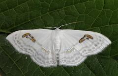 Problepsis digammata