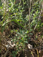 Odontarrhena obtusifolia