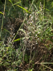 Odontarrhena obtusifolia