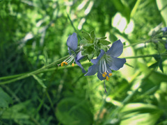 Polemonium occidentale