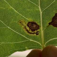 Stigmella salicis