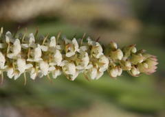 Satyrium bicallosum