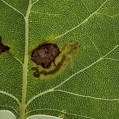 Stigmella salicis