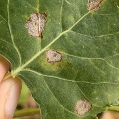 Stigmella salicis