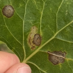 Stigmella salicis