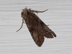 Syngrapha viridisigma