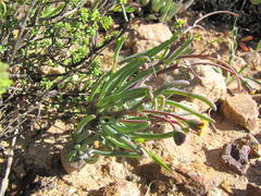 Crassothonna protecta