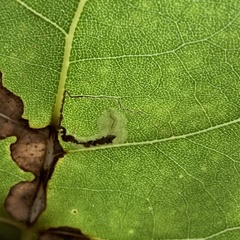 Stigmella salicis