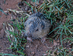 Thomomys bottae centralis