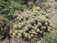 Echinopsis oxygona