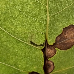 Stigmella salicis