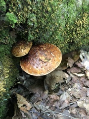 Hemistropharia