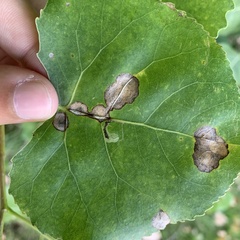 Stigmella salicis