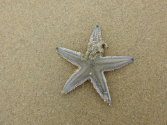 Astropecten indicus