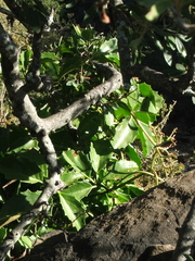 Cyphostemma quinatum