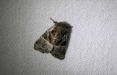 Meropleon ambifusca