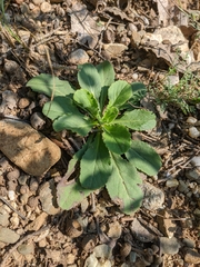 Arabis sagittata