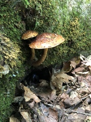 Hemistropharia