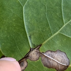 Stigmella salicis