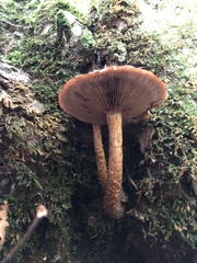 Hemistropharia