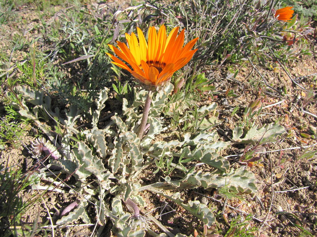 Kamiesberg African Daisy