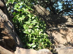 Cyphostemma quinatum