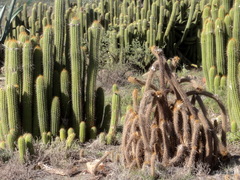 Trichocereus spachianus