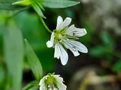 Cerastium holosteum