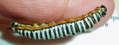 Pseudaphelia apollinaris