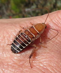 Temnopteryx phalerata