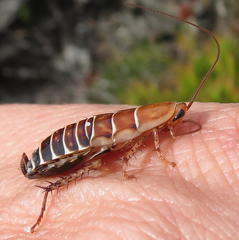Temnopteryx phalerata
