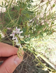 Astragalus rusbyi