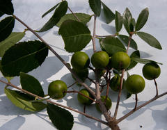 Elaeodendron zeyheri