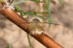 Anastoechus nitidulus