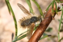 Anastoechus nitidulus