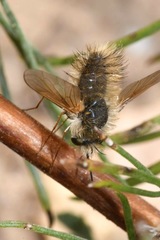 Anastoechus nitidulus