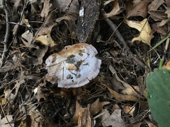 Cortinarius luhmannii