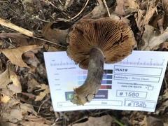 Cortinarius luhmannii