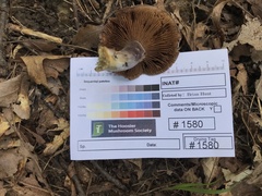 Cortinarius luhmannii