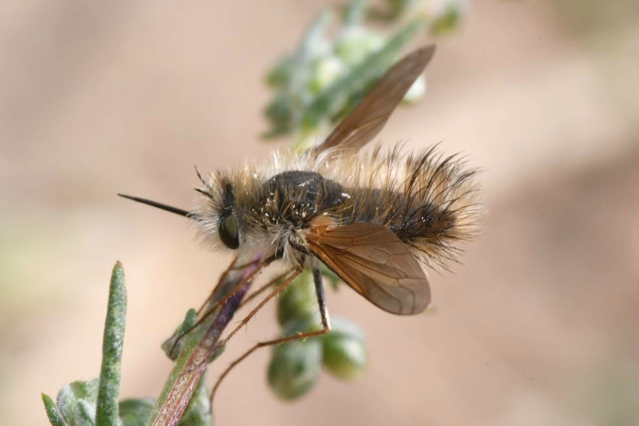 Anastoechus nitidulus (Fabricius, 1794)