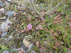 Thymus baicalensis