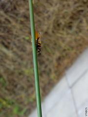 Philanthus triangulum diadema