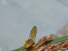 Philanthus triangulum diadema