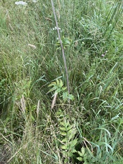 Valeriana transjenisensis