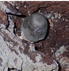Pluteus salicinus