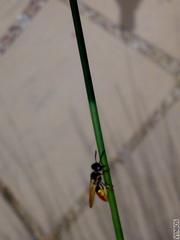 Philanthus triangulum diadema