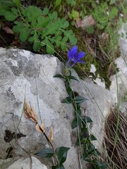 Gentiana septemfida grossheimii