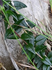 Gentiana septemfida grossheimii