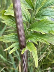 Valeriana transjenisensis