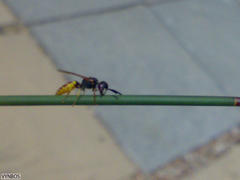 Philanthus triangulum diadema